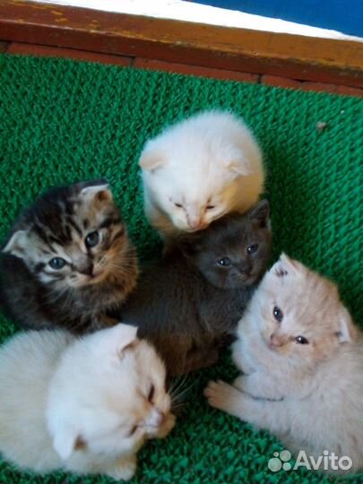 Котята в добрые руки