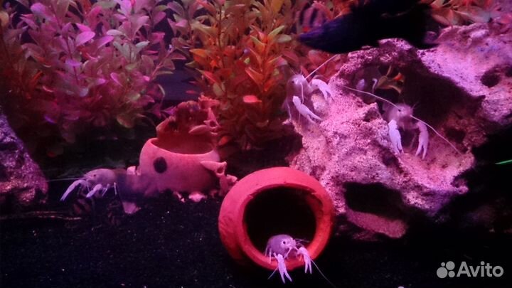 Рак калифорнийский (флоридский)