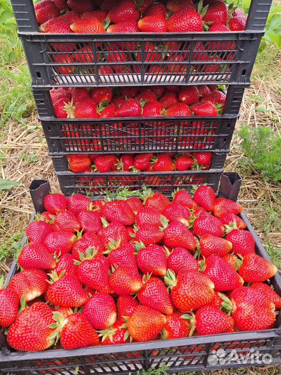 Рассада клубники усы Априка