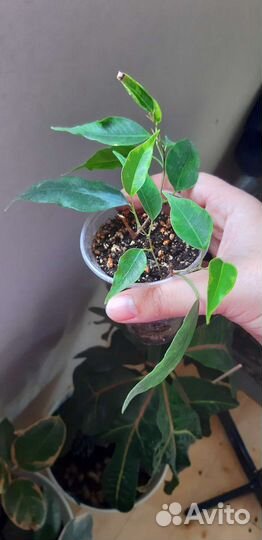 Фикус анастасия