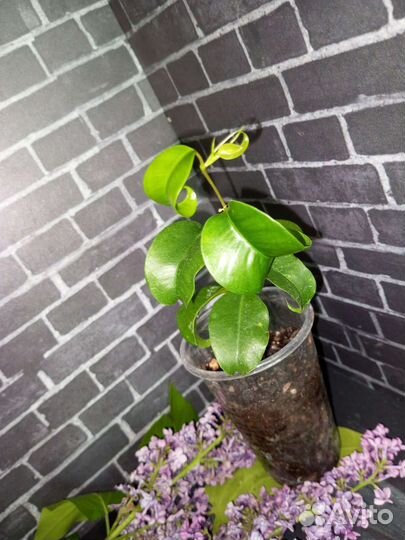 Сортовые фикусы