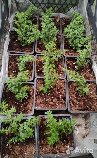 Комнатные растения