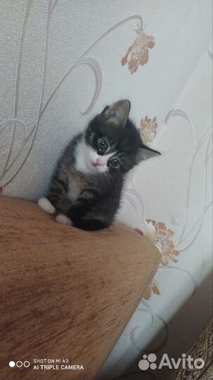 Котенок бесплатно