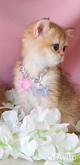 Золотая шиншилла