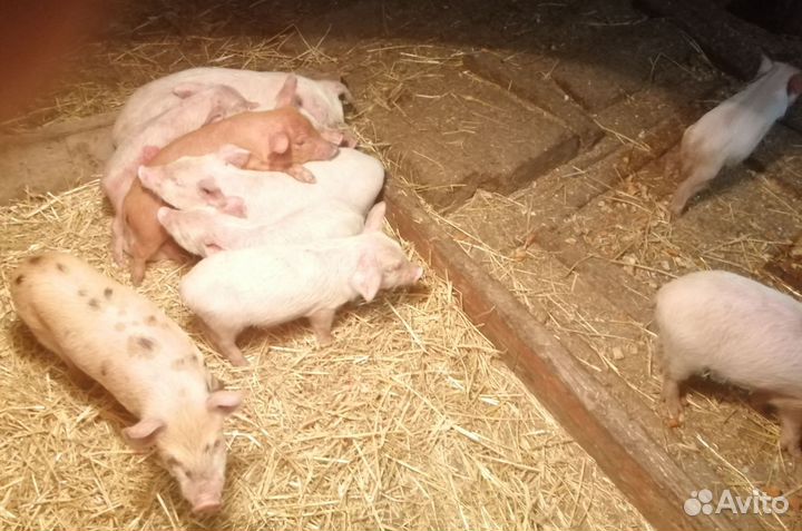 Поросята
