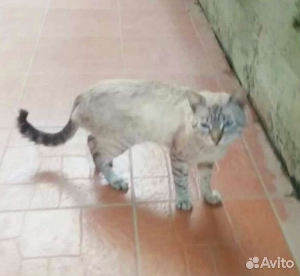 Брошенный породистый котик с голубыми глазами