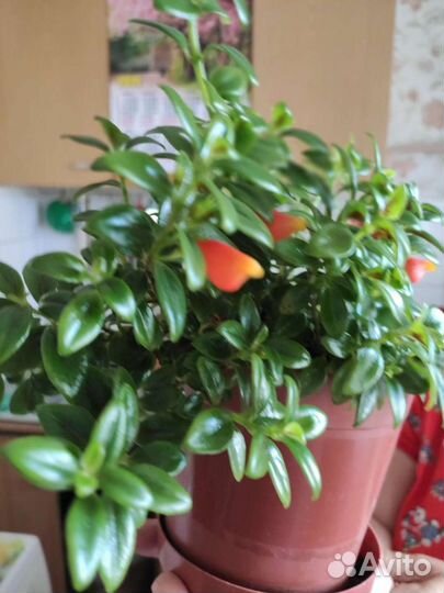 Нематантус (золотые рыбки)