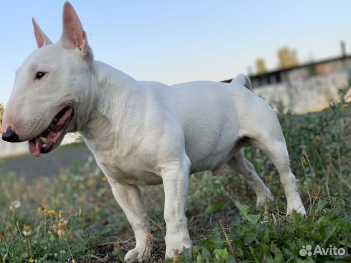 Миниатюрный Бультерьер