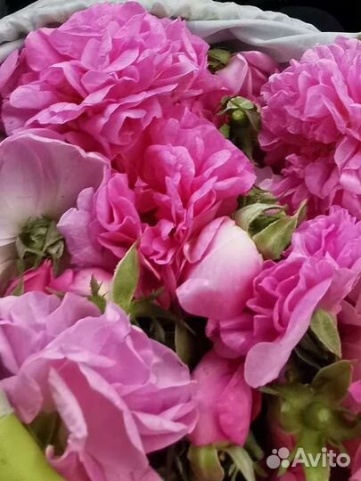 Травы для чая