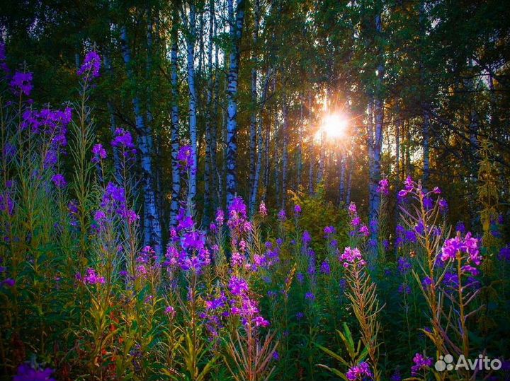 Иван чай 1 кг кипрей 2023 полезный, без кофеина