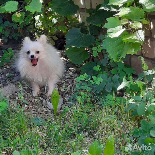 Подрощенная Помераночка