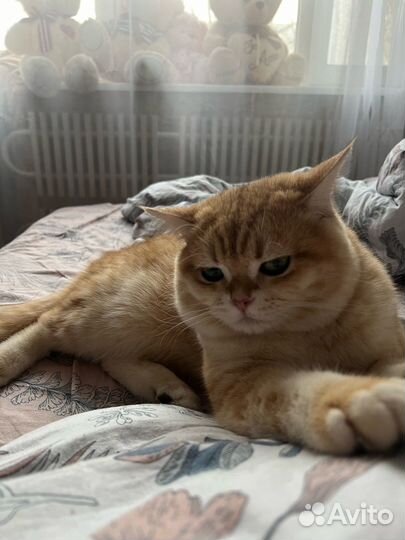 Кот на вязку