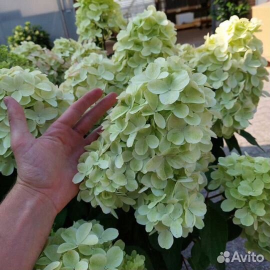 Гортензия метельчатая Бонфаер