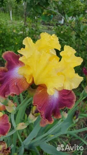 Ирисы бородатые сортовые