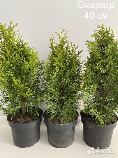 Туя Смарагд