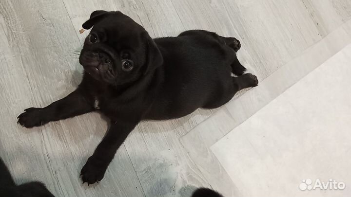 Щенки мопса черные