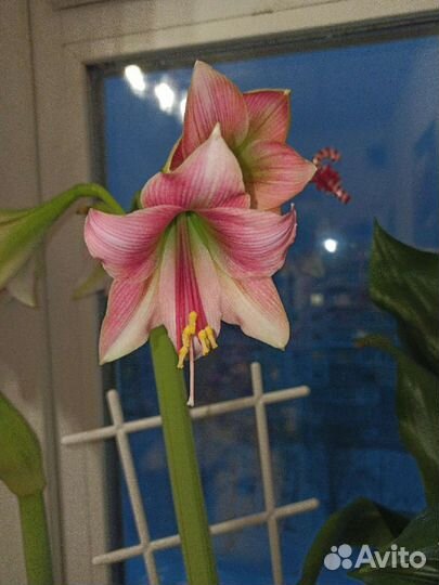 Гиппеаструм сортовой(Голландия)