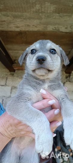 Щенки метисы хаски