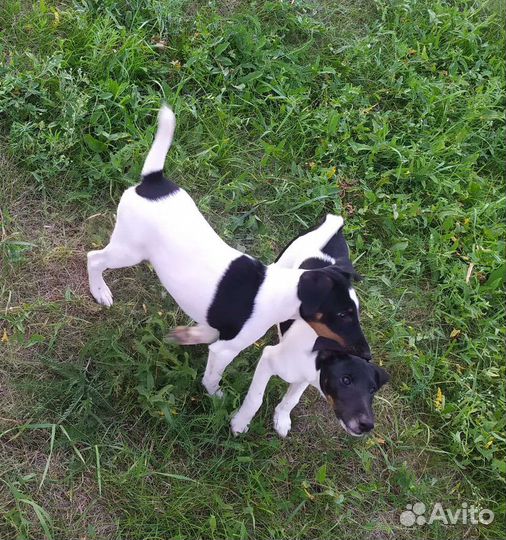 Фокстерьер