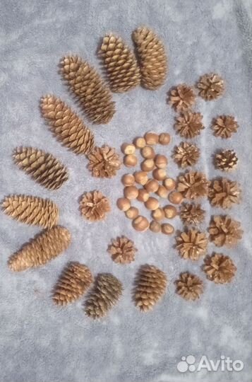 Набор для творчества шишки и орехи