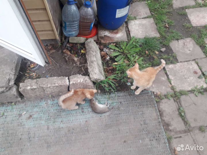 Кошки