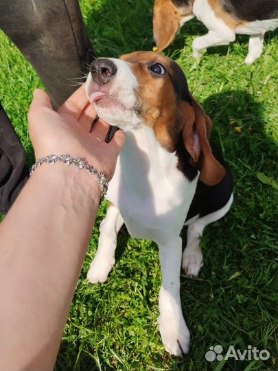 Эстонская гончая щенки