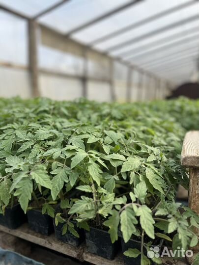 Рассада помидор