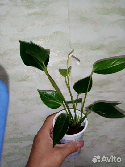 Антуриумы разных цветов