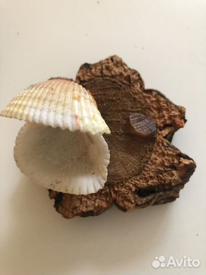 Морские ракушки