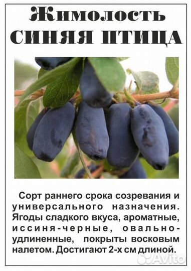 Жимолость садовая