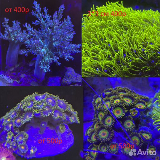 Продам кораллы