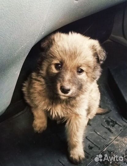 Щенки бесплатно