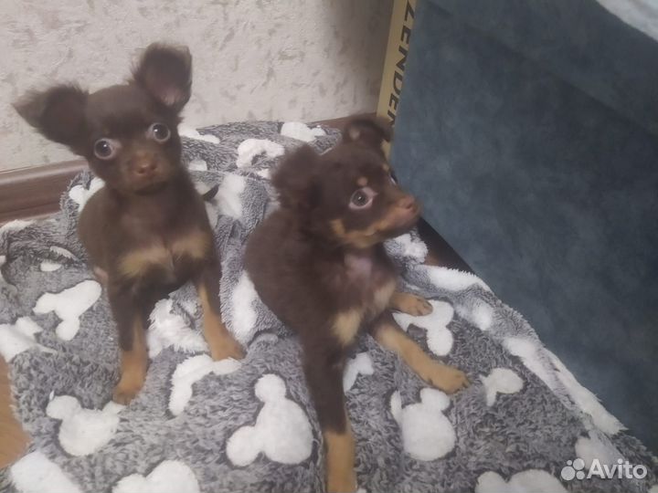 Мини той-терьер щенки