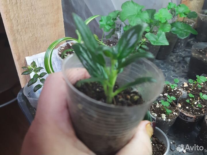 Колумнея ред бро