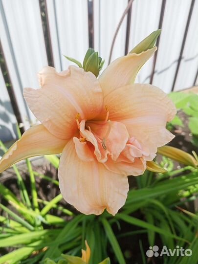 Ирисы Астильба,Лилейник,Жимолость каприфоль