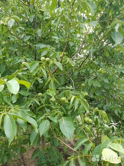 Саженцы грецкого ореха