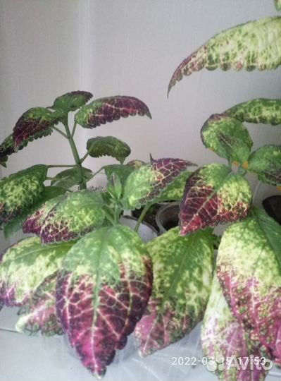 Колеус Аватар