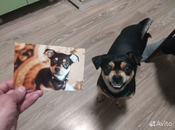 Цвергпинчер