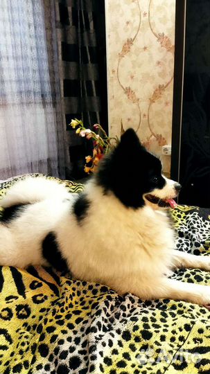 Немецкий шпиц