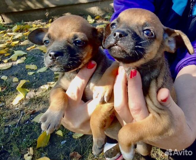 Маленькая собака