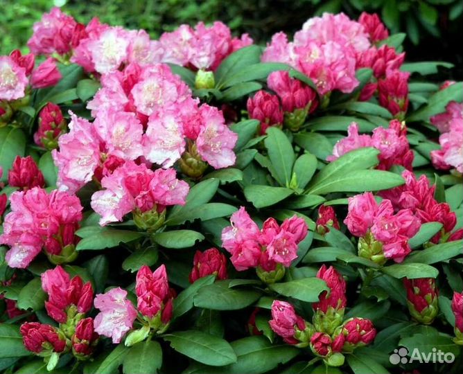 Рододендрон Polaris