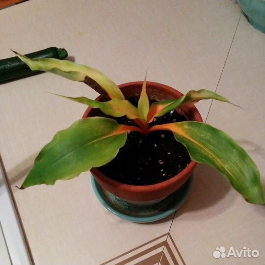 Хлорофитумы оранж