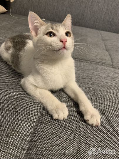 Котенок в добрые руки