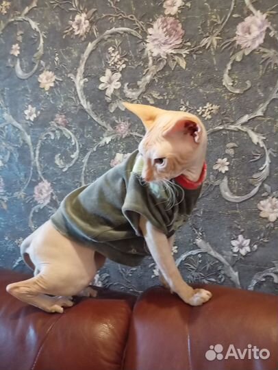 Донской сфинкс вязка