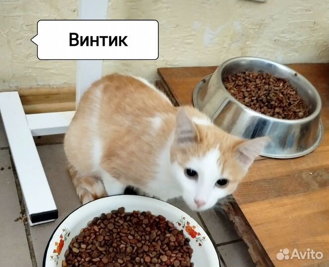 Винтик