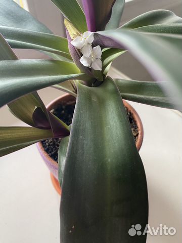 Традесканция рео