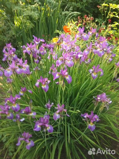 Ирис сибирский