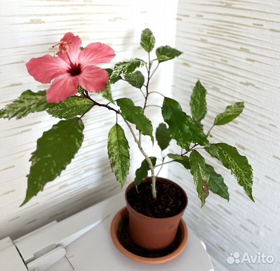 Гибискус китайская роза