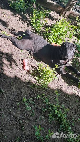 Шарпей вязка