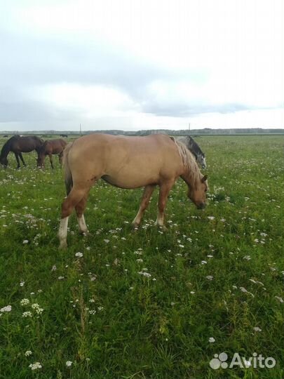 Кобылы с жеребенком